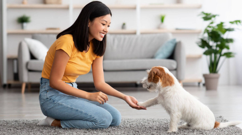 É possível tornar a experiência do cão mais agradável (Imagem: Prostock-studio | Shutterstock)