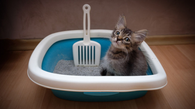 Ensinar o gatinho a usar a caixa de areia requer paciência, reforço positivo e uma abordagem consistente (Imagem: Andrey Khusnutdinov | Shutterstock)