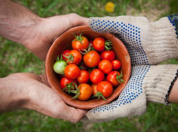 No Brasil, 77% dos estabelecimentos agrícolas são de agricultura familiar 