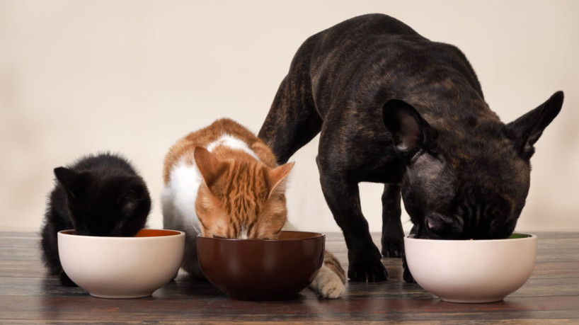 Guardar corretamente a ração garante a qualidade do alimento para os pets (Imagem: Irina Kozorog | Shutterstock)