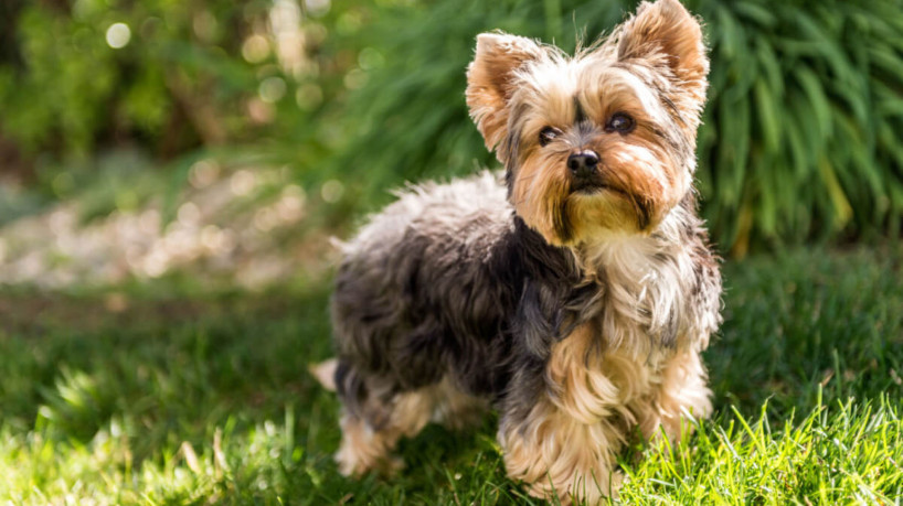 Pet adora aconchego e brincadeiras (Imagem: Steve Bruckmann | ShutterStock)