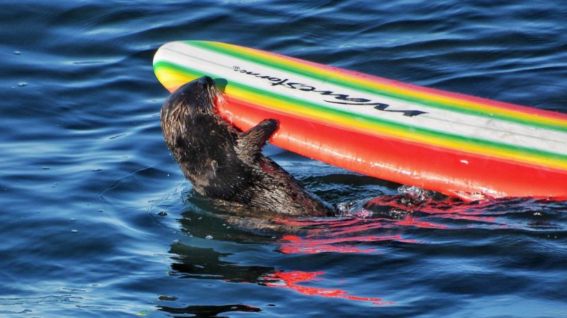 A Lontra 841, criada no Monterey Bay Aquarium, na Califórnia, rouba pranchas de surfe em alto mar