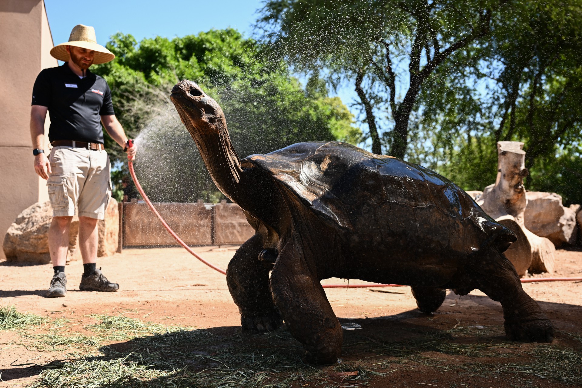 Elvis, uma tartaruga de Galápagos, refresca-se no zoológico de Phoenix, no Arizona, nos Estados Unidos, durante onda de calor(Foto: PATRICK T. FALLON / AFP)