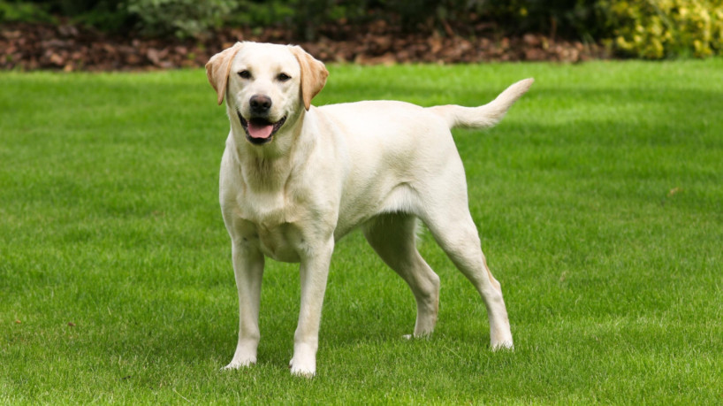 Cachorro boxer: 8 Curiosidades sobre a raça! - Portal do Dog