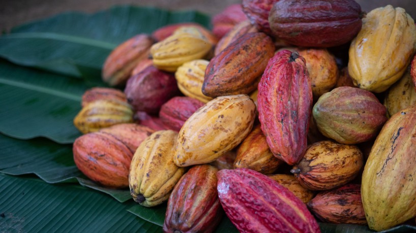 Bahia tem a segunda maior produção de cacau do Brasil