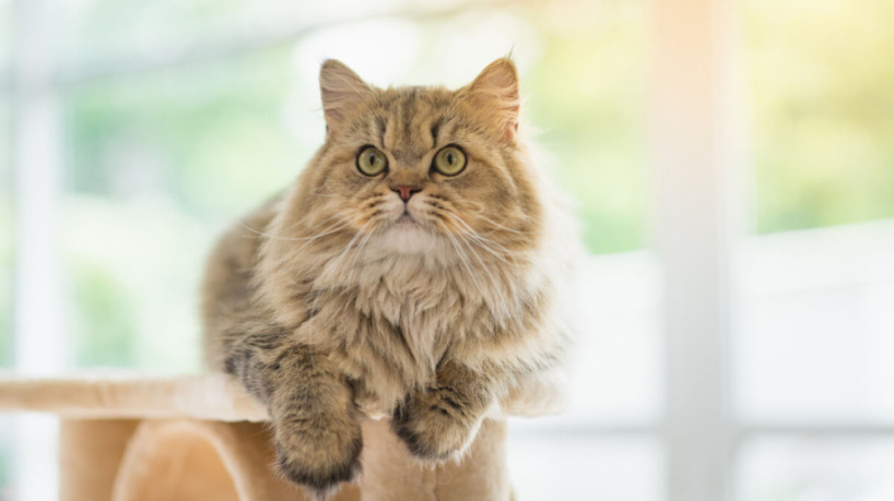 Gato persa é muito carinhoso (Imagem: ANURAK PONGPATIMET | ShutterStock)