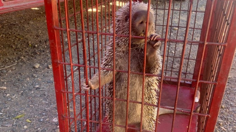 Porco-espinho foi resgatado em um imóvel no município de Tauá e devolvido ao habitat natural