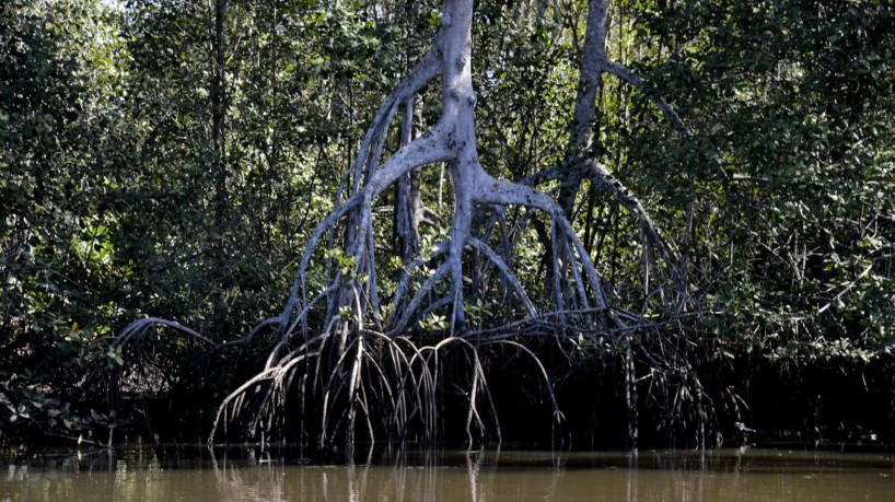 Manguezais da Área de Proteção Ambiental (APA) de Guapi-Mirim e Estação Ecológica da Guanabara, região hidrográfica da Baía de Guanabara.