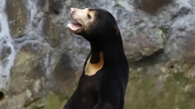 Foto de urso virou centro de debate sobre confiabilidade em zoológico na China 