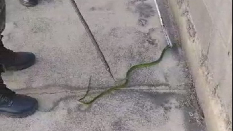 Cobra verde resgatada em Juazeiro do Norte