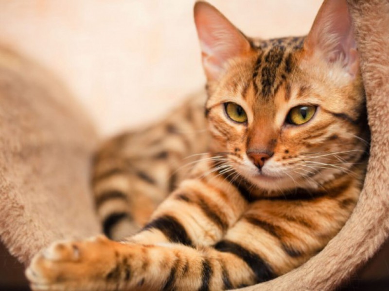 No Dia Mundial do Gato, relembre 14 personagens inspirados no felino, Cultura