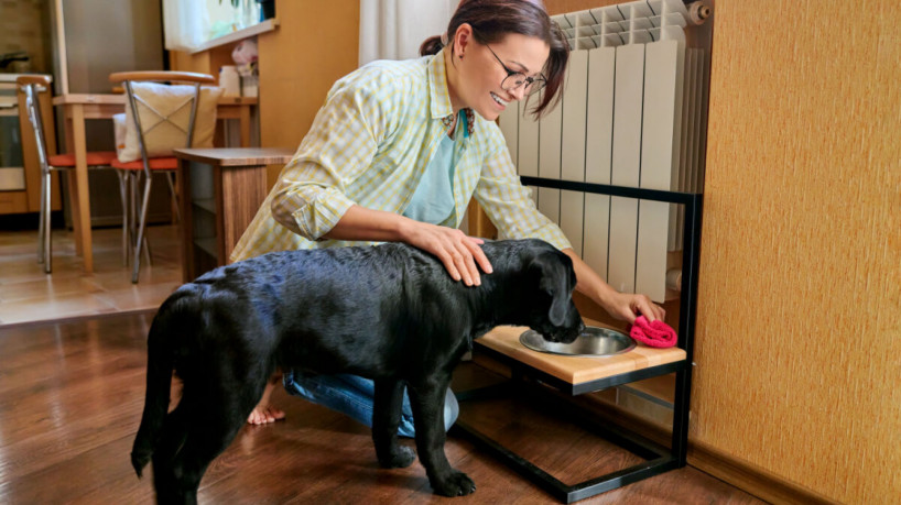 A limpeza da parte interna e externa garante a saúde do seu pet (Imagem: VH-studio | ShutterStock)