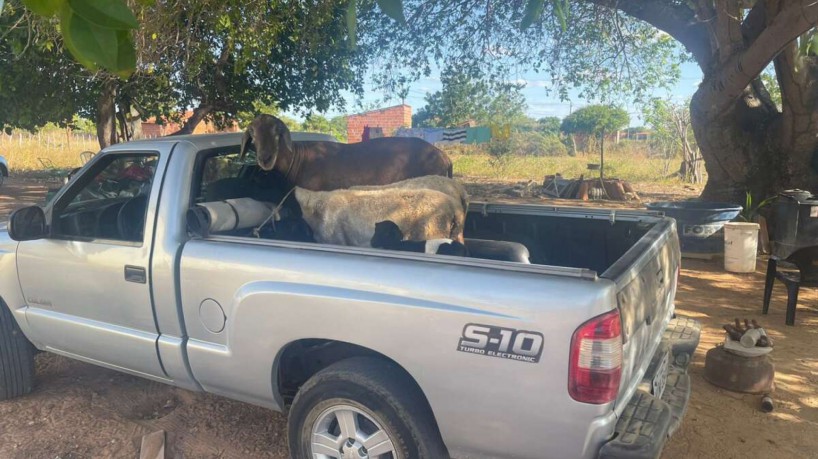 Animais foram devolvidos ao seu proprietário