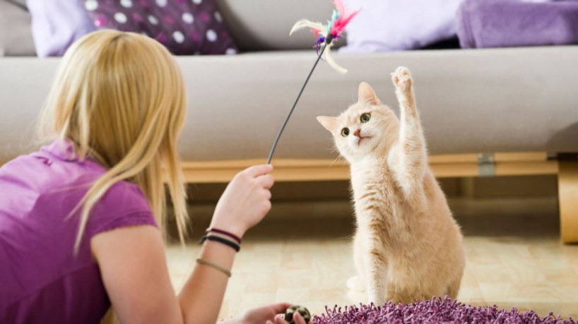 Pratique atividades de lazer com o seu pet (Imagem: Dora Zett | ShutterStock)