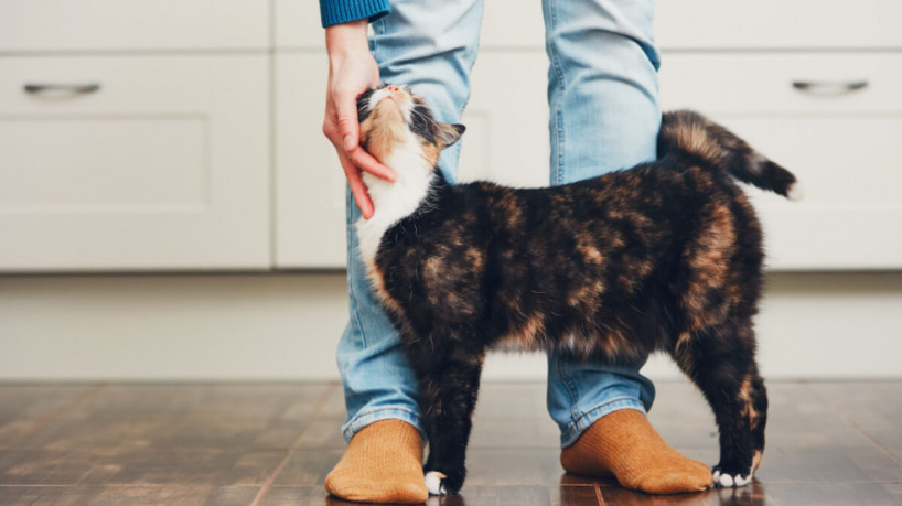 Os gatos podem atacar as pernas das pessoas como uma forma de chamar a atenção (Imagem: Jaromir Chalabala | Shutterstock)