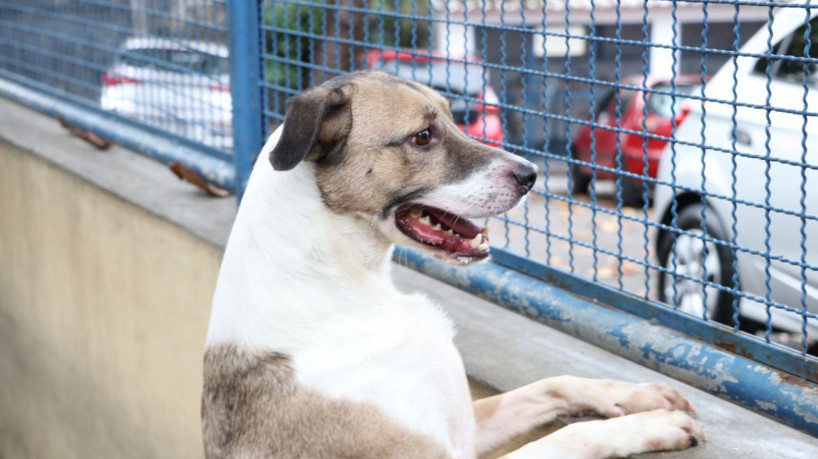 Brasília ganha delegacia de repressão a crimes contra animais