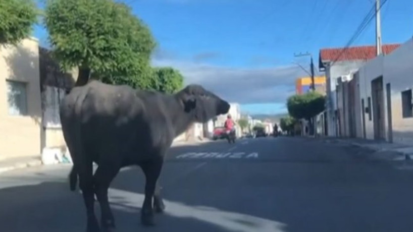 Um animal semelhante a um búfalo foi visto andando pelas ruas da cidade em junho deste ano.
