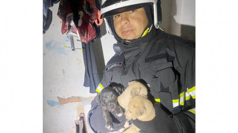 Filhotes de cachorro foram resgatados do incêndio pelos bombeiros