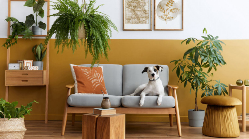 Algumas espécies de plantas podem ser cultivadas em casas com pets (Imagem: Followtheflow | ShutterStock)