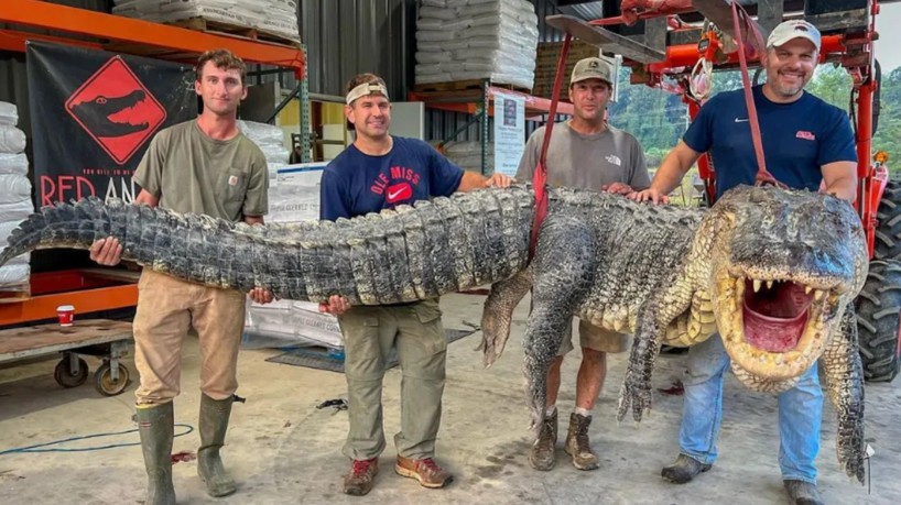 Os caçadores pegaram o jacaré macho no estado no Mississipi, EUA