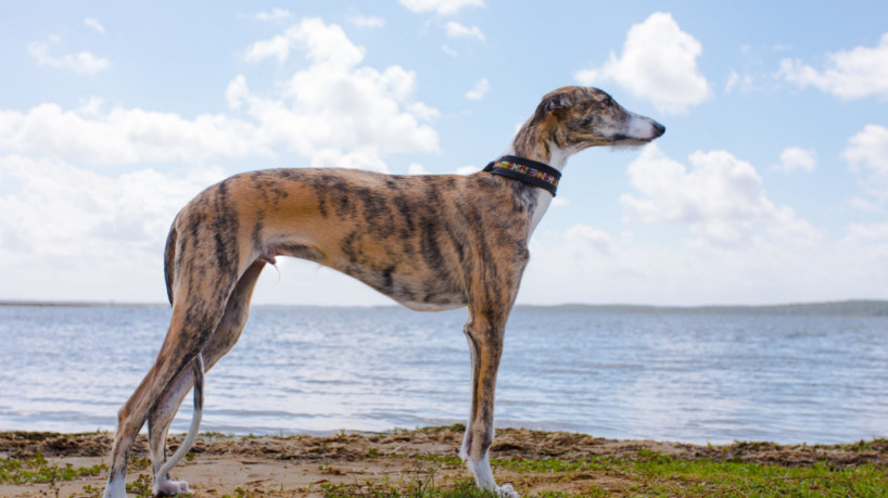 As longas patas dos cães da raça 