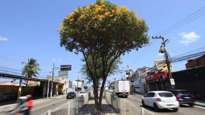 ￼ALÉM da cor amarela, a árvore possui 
diversas outras colorações, como roxa, rosa e branca