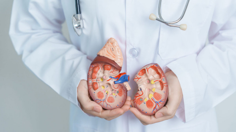 A insuficiência renal aguda pode ser dividida conforme causas pré-renais, renais e pós-renais (Imagem: Jo Panuwat D | Shutterstock)