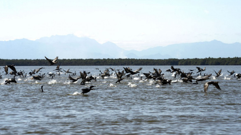 Manguezais da Área de Proteção Ambianetal(APA) de Guapi-Mirim e Estação Ecológica da Guanabara, região hidrográfica da Baía de Guanabara. Na foto, uma revoada de biguá, uma das espécies de aves encontradas na região.