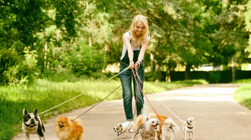 Alguns cuidados são necessários ao passear com o cachorro no calor (Imagem: Africa Studio | Shutterstock)