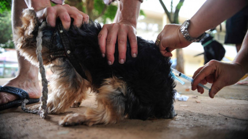 Brasília - A Secretaria de Saúde do Distrito Federal realiza, neste sábado (22), campanha de vacinação antirrábica para cães e gatos, na área urbana (Marcelo Camargo/Agência Brasil)