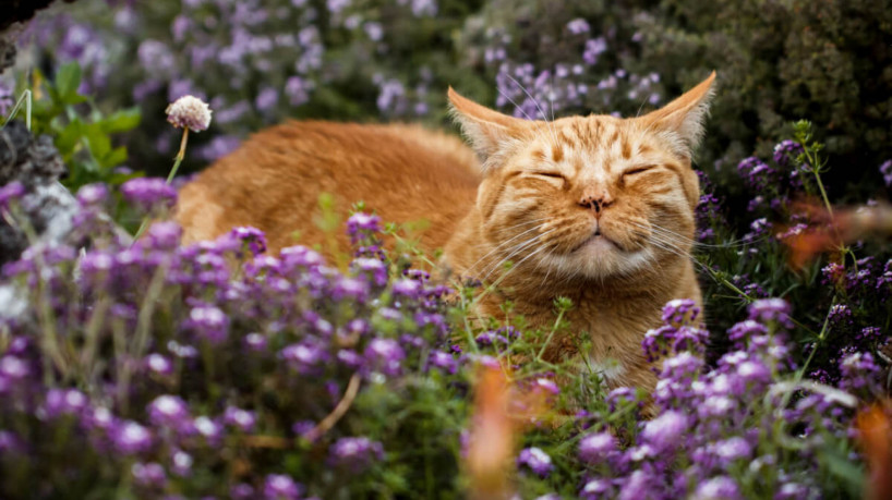 O catnip pode ser oferecido como um complemento da alimentação dos gatos (Imagem: keldridge | Shutterstock)