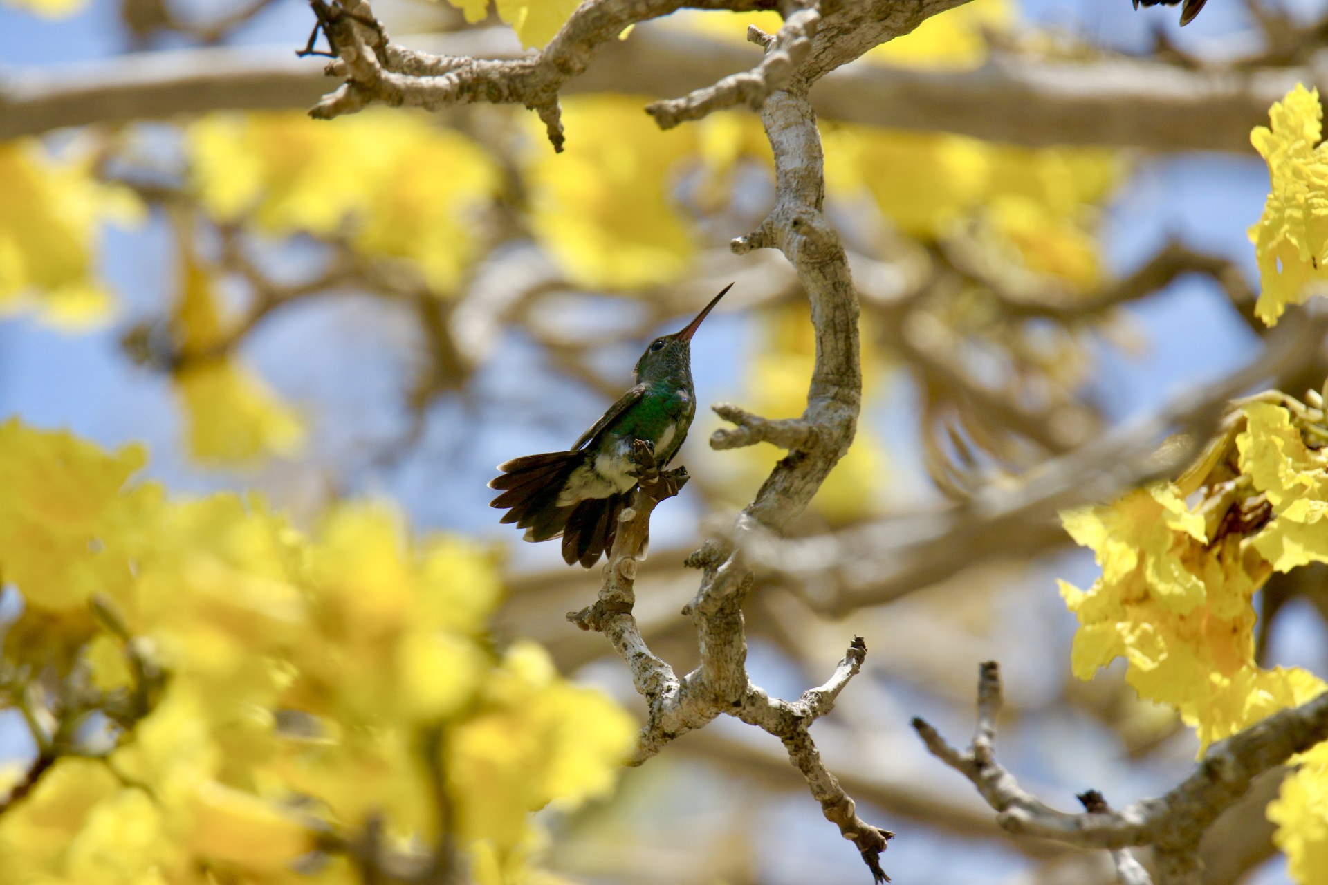 Primavera em Fortaleza. Floração do ipê amarelo atrái beija-flor-da-veste-preta no Parque Estadual do Cocó, na área do Adahil Barreto. Fortaleza-Ceará (Foto: Demitri Túlio)