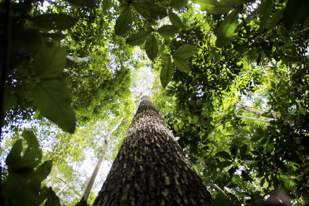 A floresta amazônica é um dos principais pontos de interesse dos países desenvolvidos(Foto: Marcelo Camargo/Agência Brasil)