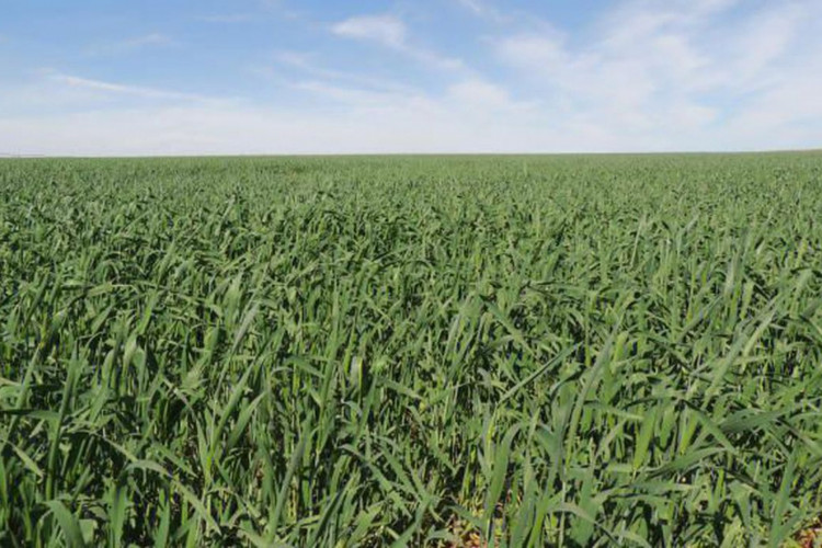 Lavoura de trigo irrigado no cerrado em MG