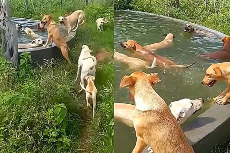 Pequeno agricultor compartilha no TikTok seu amor pela rotina no campo e pelos animais