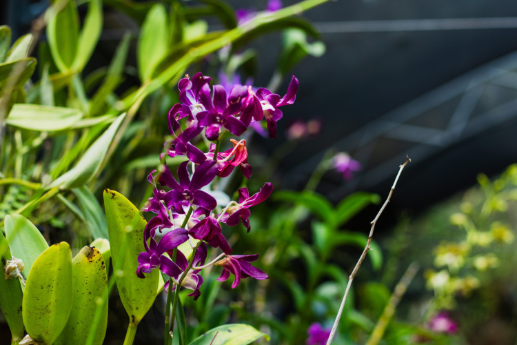 Orquidário do Parque Estadual Botânico da Caucaia, com diversos exemplares de espécies de orquídeas, aberto ao público