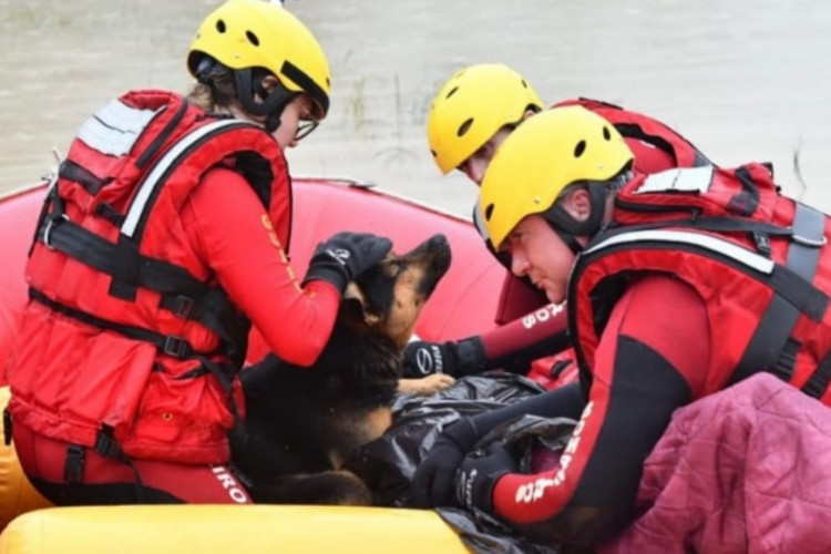 Cachorro ajuda a aquecer dono resgatado com hipotermia durante enchente em Rio do Sul, Santa Catarina