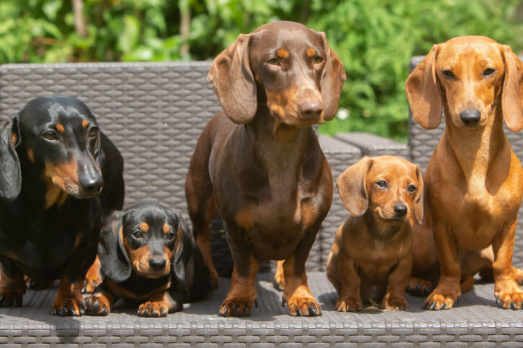 Dachshund é a raça do cachorro conhecido como salsicha (Imagem: 4sally scott | Shutterstock)