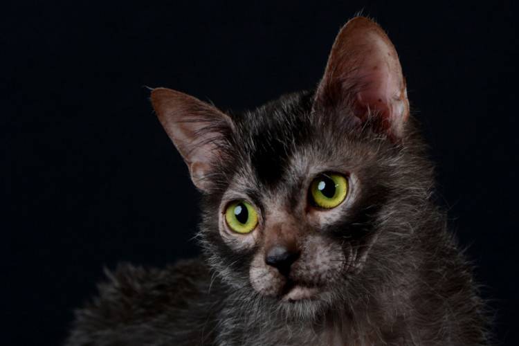 O gato lykoi está entre as raças mais raras do mundo (Imagem: Cicafotos | Shutterstock)