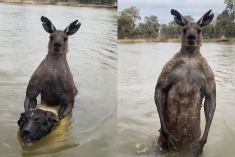 Homem luta com canguru para salvar vida de cachorro na Austrália; veja vídeo
