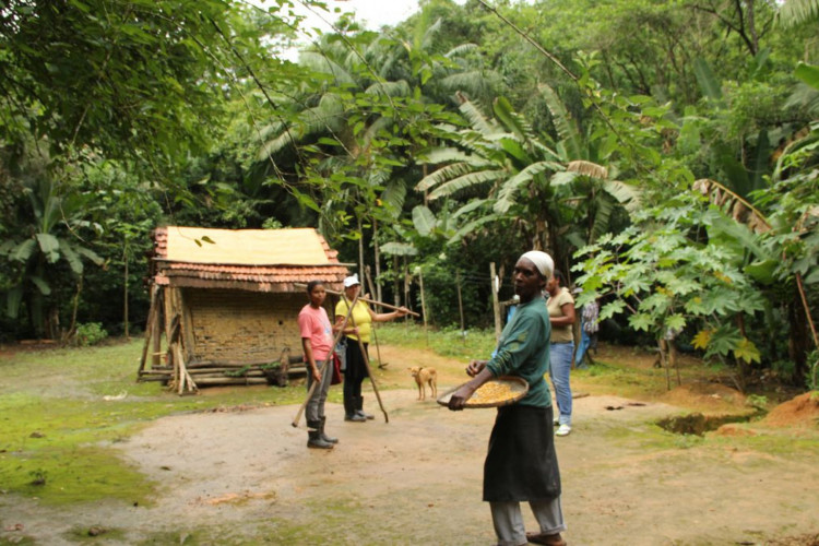 O sistema agrícola tradicional das comunidades quilombolas do Vale do Ribeira, no sudeste paulista