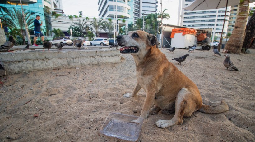 FORTALEZA, CEARÁ, BRASIL, 18-10-2023: Cachorros em situação de rua. (Foto: Fernanda Barros / O Povo)