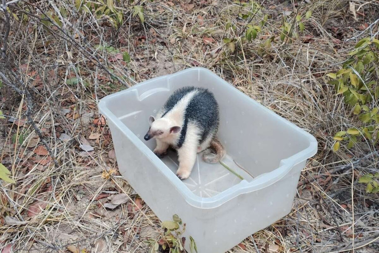 O animal silvestre é considerado em extinção