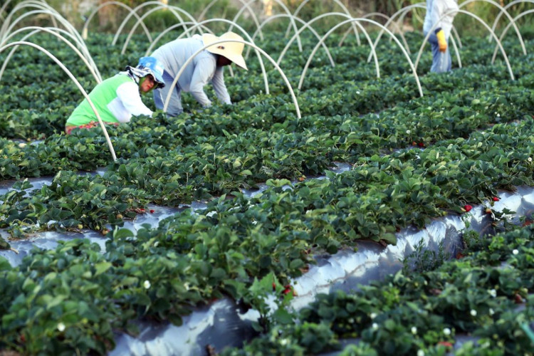 O curso é o primeiro projeto de pesquisa, inovação e transferência de tecnologia em sistema agroalimentar 