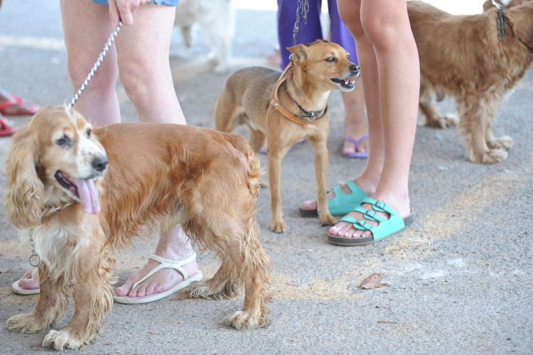 Imagem de apoio ilustrativo. Campanha "Outubro Rosa Pet" oferecerá exames clínicos preventivos das mamas para os animais na avenida Beira-Mar, em Fortaleza