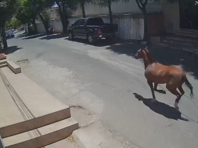 Três pessoas são presas por matar cavalo para comer em SC