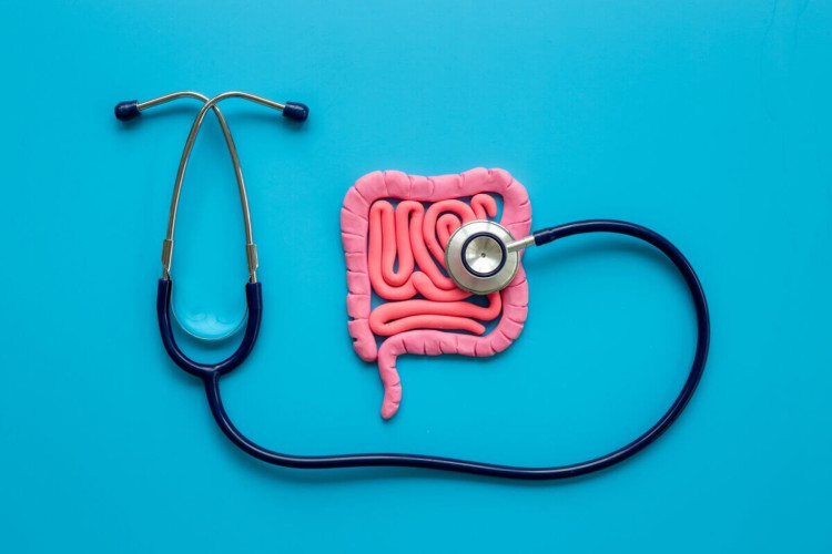 Intestino é um órgão fundamental para a manutenção da saúde geral do corpo (Imagem: 9dream studio | Shutterstock)