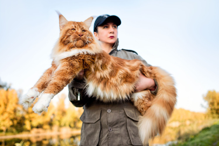 O maine coon pode atingir até 40 cm de altura e pesar entre 4,5 e 9 kg (Imagem: Sergei Ginak | Shutterstock)