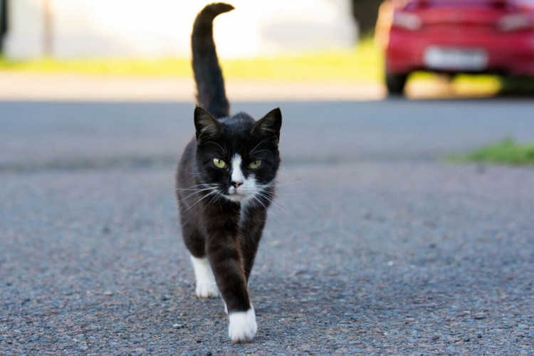 Passear com os gatos oferece benefícios aos felinos, mas requer cuidados para tornar a experiência enriquecedora (Imagem: DavidTB | Shutterstock)