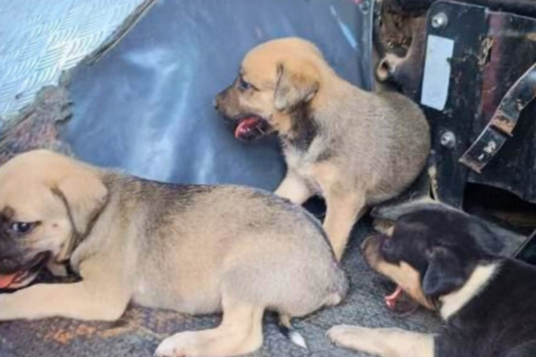 Três filhotes de cachorro foram resgatados pelos bombeiros em um incêndio registrado no município de Baturité 